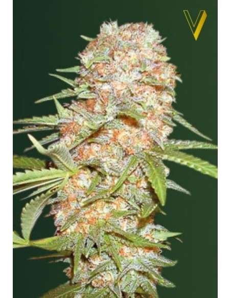 Victory Seeds - Auto Super Extra Skunk - 2