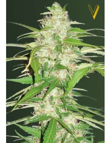 Victory Seeds - Auto Ultra Power Plant - 2