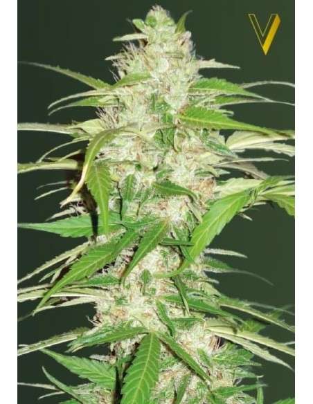 Victory Seeds - Auto Ultra Power Plant - 2