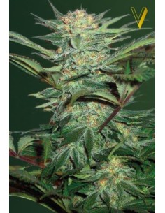 Victory Seeds - Auto White Widow - 1 2