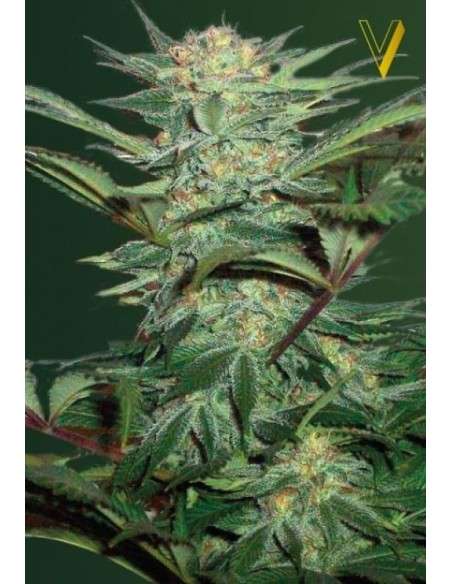 Victory Seeds - Auto White Widow - 2