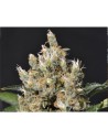 CBD Seeds - Kali - 1