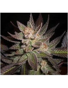 CBD Seeds - Lavender - 1
