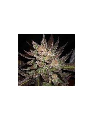 CBD Seeds - Lavender - 1