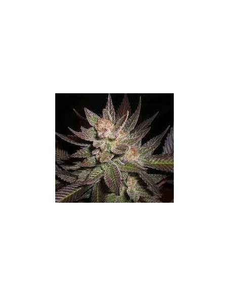 CBD Seeds - Lavender - 1