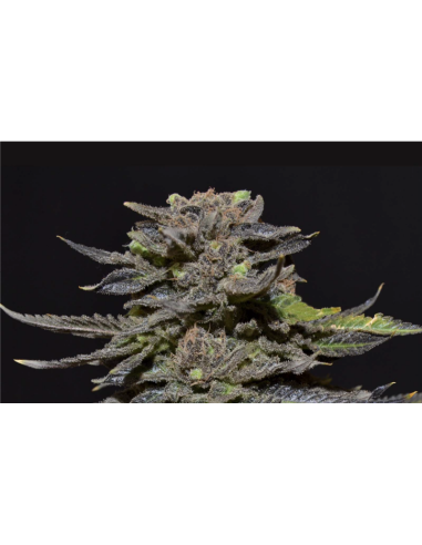 CBD Seeds - Magma - 1