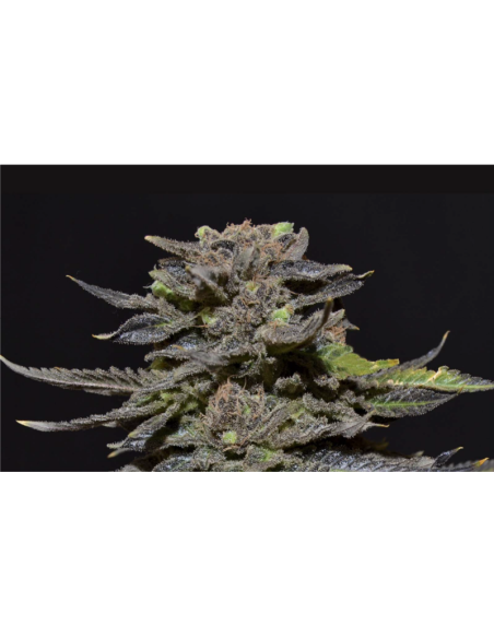 CBD Seeds - Magma - 1