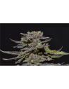 CBD Seeds - Magma - 1