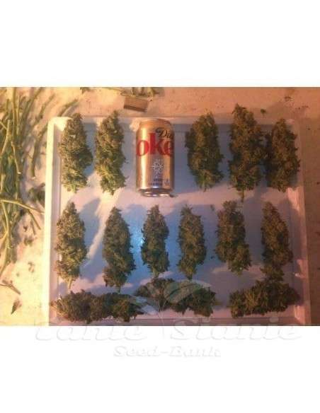 PARADISE SEEDS - Acid - 2