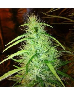 CBD Seeds - Mexican Haze - 1