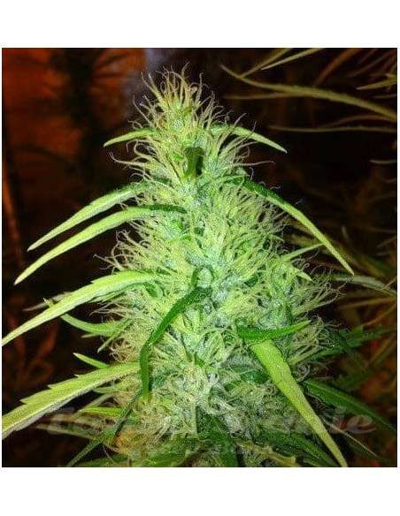 CBD Seeds - Mexican Haze - 1