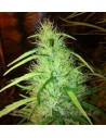 CBD Seeds - Mexican Haze - 1