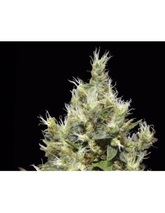 CBD Seeds - Northern - 1