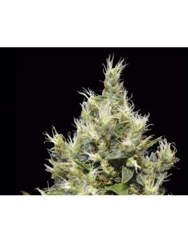 CBD Seeds - Northern - 1