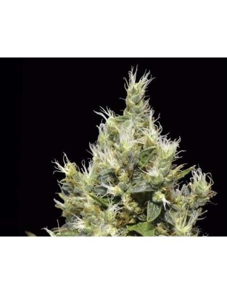 CBD Seeds - Northern - 1