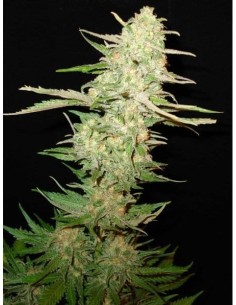 CBD Seeds - One To One - 1