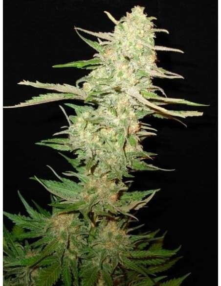 CBD Seeds - One To One - 1