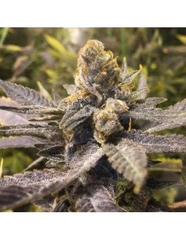 CBD Seeds - Orange Big Bud - 1