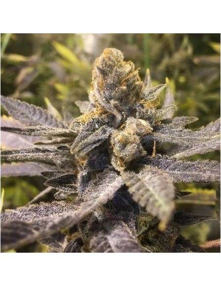 CBD Seeds - Orange Big Bud - 1