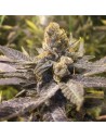 CBD Seeds - Orange Big Bud - 1