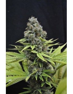 CBD Seeds - Shark - 1
