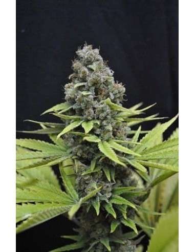 CBD Seeds - Shark - 1