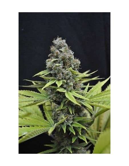 CBD Seeds - Shark - 1