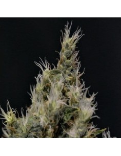 CBD Seeds - Vanilla Haze - 1