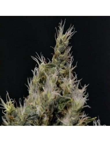 CBD Seeds - Vanilla Haze - 1