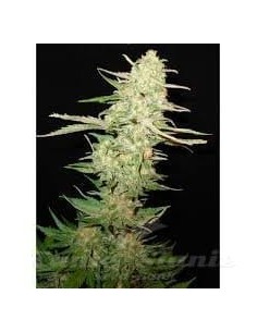 CBD Seeds - Widow - 1