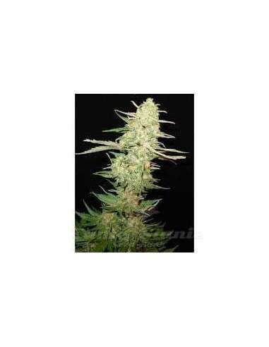 CBD Seeds - Widow - 1
