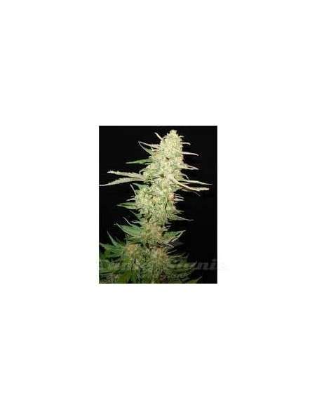 CBD Seeds - Widow - 1