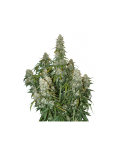 Big Bud Auto - 1