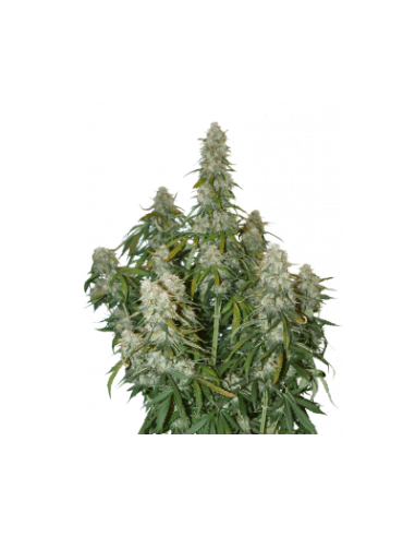 Big Bud Auto - 1