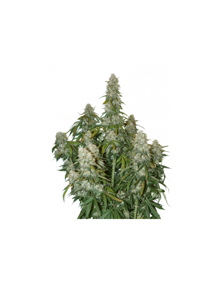 Big Bud Auto - 1