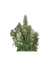 Big Bud Auto - 1