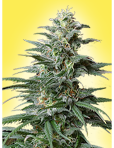 Big Bud Auto - 1 2