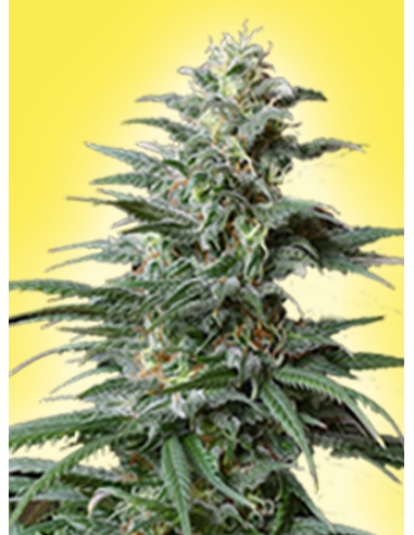 Big Bud Auto - 2