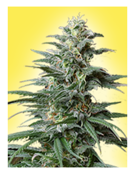 Big Bud Auto - 2