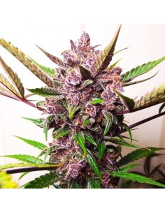 Blueberry Auto - 1