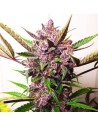 Blueberry Auto - 1