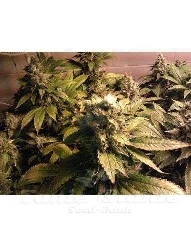 PARADISE SEEDS - Acid - 3
