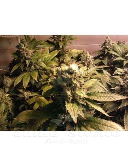 PARADISE SEEDS - Acid - 3