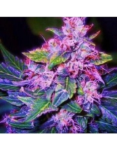 Blueberry Auto - 1 2