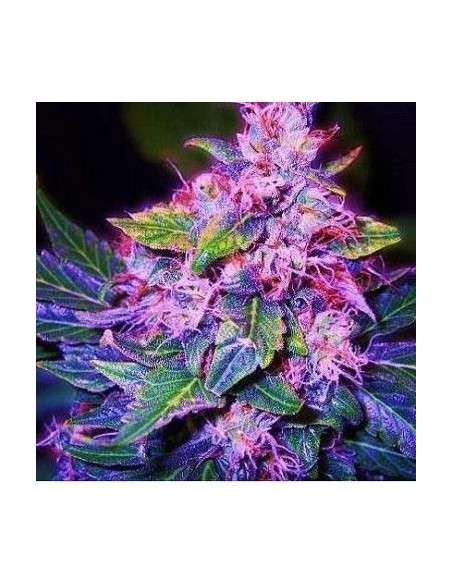 Blueberry Auto - 2