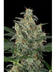 Cheese Auto - 1