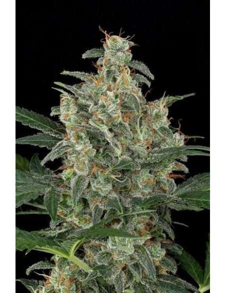 Cheese Auto - 1