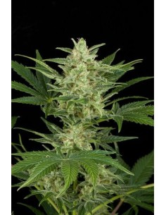 Critical Auto - 1