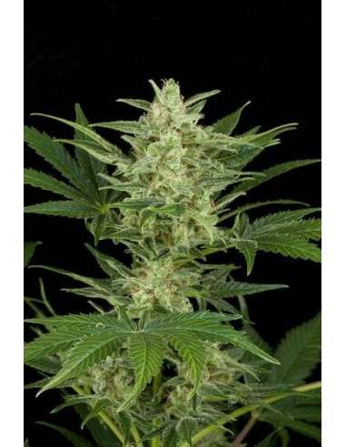 Critical Auto - 1