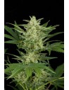 Critical Auto - 1